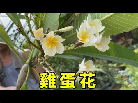 雞蛋花風水禁忌|雞蛋花擺放禁忌：這些要注意